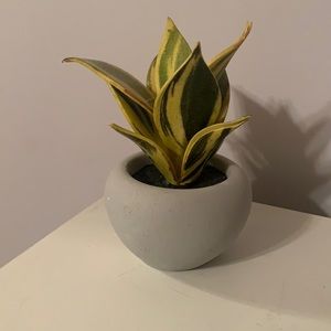 Faux Snake Plant